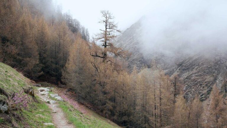 What Issues Does The 99Exch Resolution Team Solve?